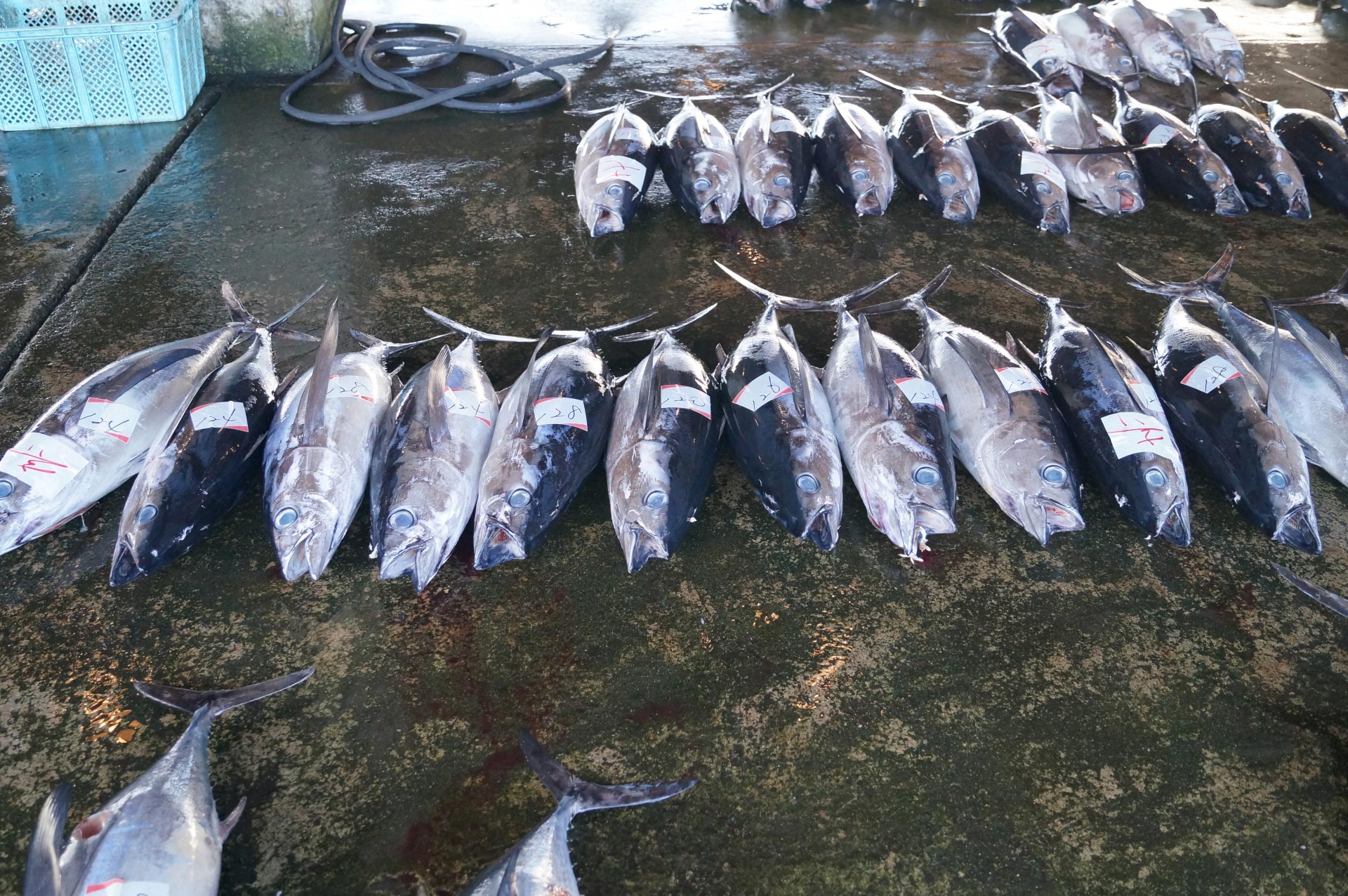 Fresh Tuna